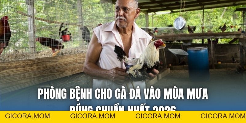 Phòng Bệnh Cho Gà Đá Vào Mùa Mưa Đúng Chuẩn Nhất 2026 - GICORA.MOM