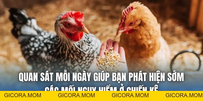 Phòng Bệnh Cho Gà Đá Vào Mùa Mưa Đúng Chuẩn Nhất 2026 - GICORA.MOM