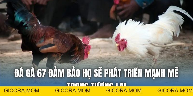 Trực Tiếp Đá Gà 67 Có Gì Hấp Dẫn Mà Bạn Chưa Biết? - GICORA.MOM
