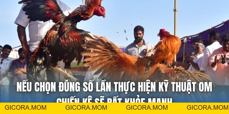 Om Gà Chọi Mấy Lần 1 Ngày Cho Đúng Chuẩn Nhất? - GICORA.MOM