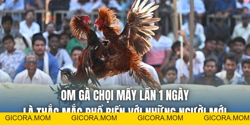 Om Gà Chọi Mấy Lần 1 Ngày Cho Đúng Chuẩn Nhất? - GICORA.MOM
