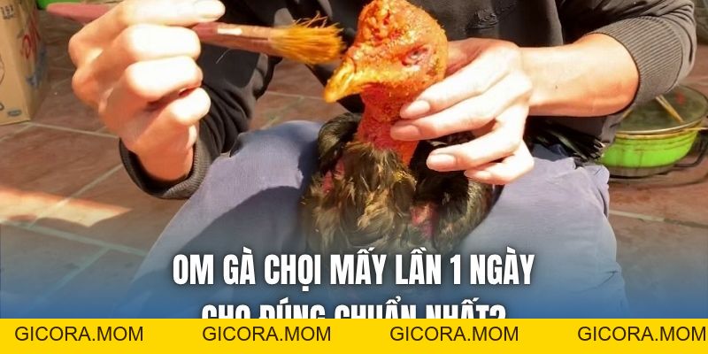 Om Gà Chọi Mấy Lần 1 Ngày Cho Đúng Chuẩn Nhất? - GICORA.MOM