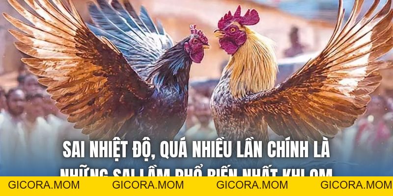 Om Gà Chọi Mấy Lần 1 Ngày Cho Đúng Chuẩn Nhất? - GICORA.MOM