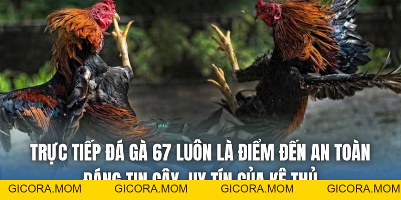 Trực Tiếp Đá Gà 67 Có Gì Hấp Dẫn Mà Bạn Chưa Biết? - GICORA.MOM