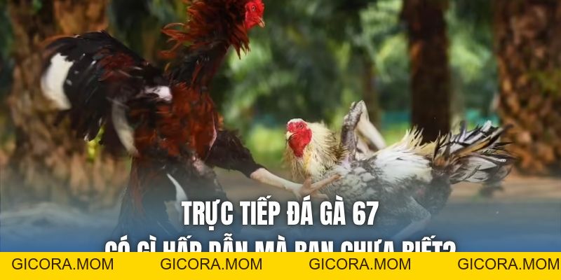 Trực Tiếp Đá Gà 67 Có Gì Hấp Dẫn Mà Bạn Chưa Biết? - GICORA.MOM