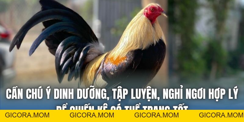 Vảy Gà Đại Giáp | Cách Xem Tướng Chiến Kê Bất Bại - GICORA.MOM