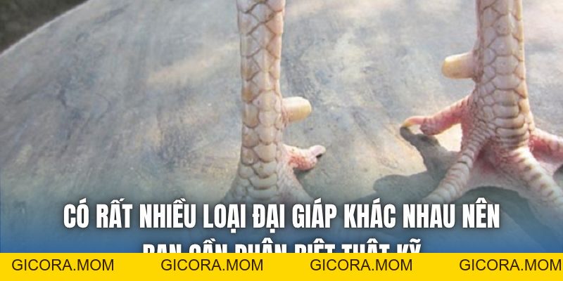 Vảy Gà Đại Giáp | Cách Xem Tướng Chiến Kê Bất Bại - GICORA.MOM
