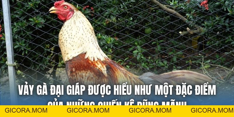 Vảy Gà Đại Giáp | Cách Xem Tướng Chiến Kê Bất Bại - GICORA.MOM