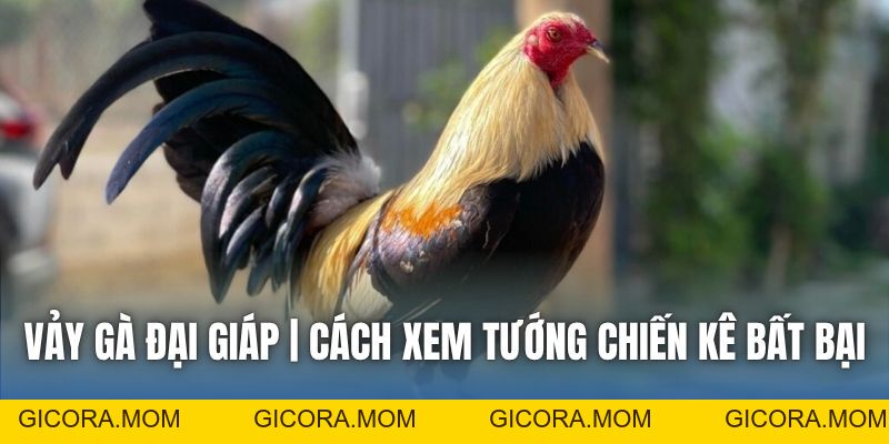 Vảy Gà Đại Giáp | Cách Xem Tướng Chiến Kê Bất Bại - GICORA.MOM