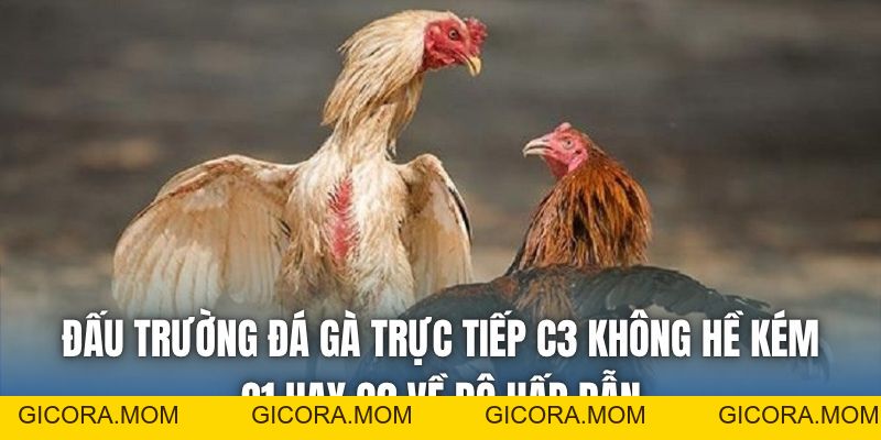 Đá Gà Trực Tiếp C3 | Thế Giới Riêng Của Kê Thủ - GICORA.MOM