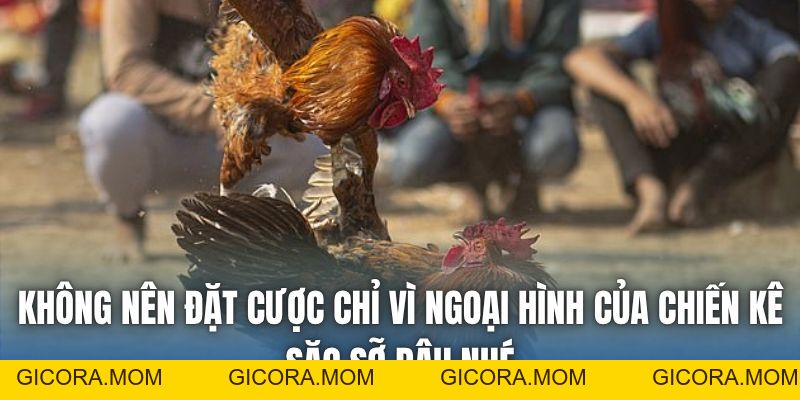 Đá Gà Trực Tiếp C3 | Thế Giới Riêng Của Kê Thủ - GICORA.MOM