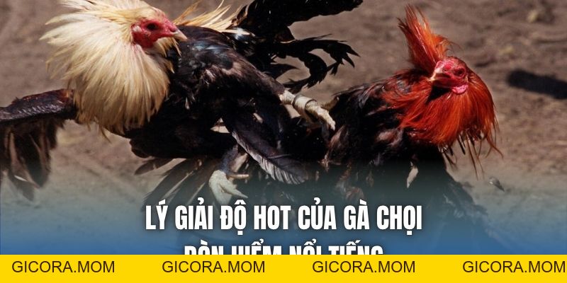 Gà Chọi Đòn Hiểm Nổi Tiếng - Những Thế Đánh Đáng Chú Ý - GICORA.MOM