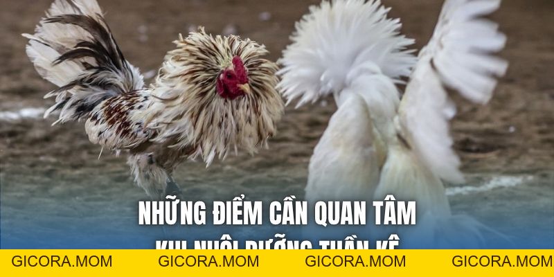 Gà Chọi Đòn Hiểm Nổi Tiếng - Những Thế Đánh Đáng Chú Ý - GICORA.MOM